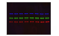 multiplex fluorescence 3 Colors