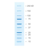 Precision Plus Protein Unstained Protein Standards, Strep -tagged recombinant, 1 ml #1610363