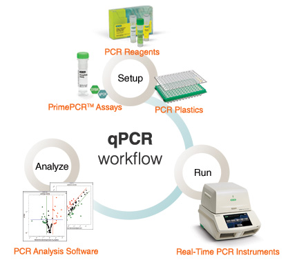 Real-time qPCR Workflow Selection Guide